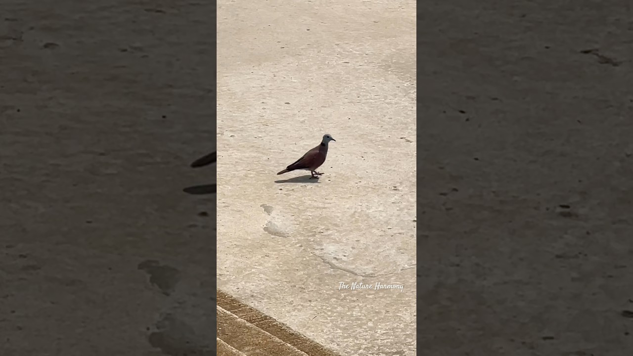 Tranquil Bird Feast: The Birds Looking for Food in a Peaceful Place 