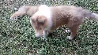 AKC rough collie puppies update 6 1/2 Wks