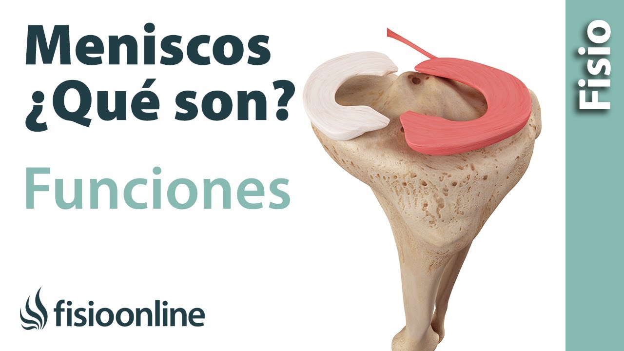 Qué es un menisco Función de los meniscos YouTube Qué es un menisco Función de los meniscos YouTube