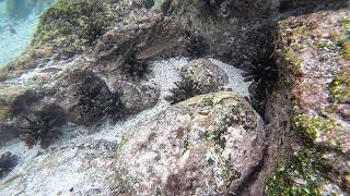 2020 Galapagos March12 GH010091Good by Heather Lorimer 44 views 4 years ago 1 minute, 18 seconds