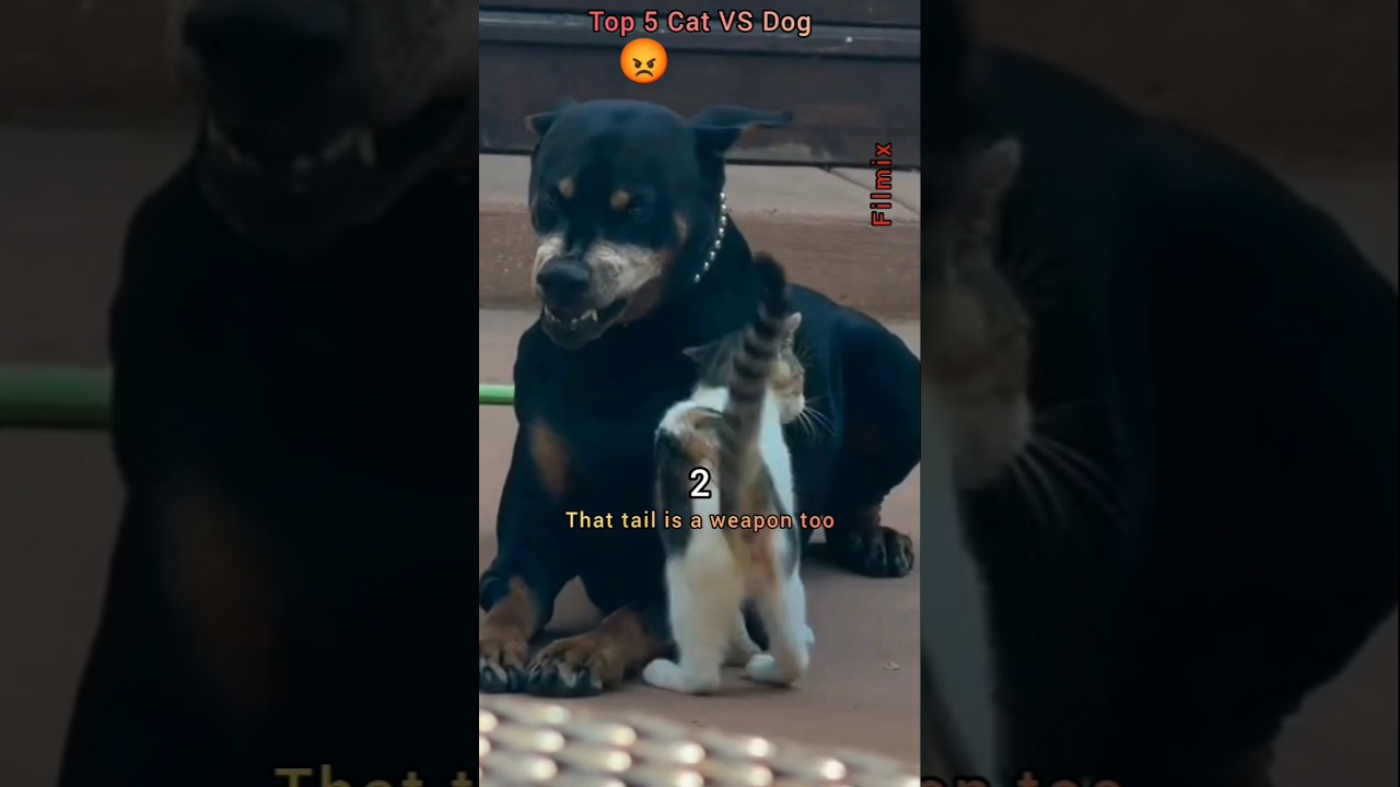 😂 Cats vs Dogs:Top 5 Epic Moments 😂😂