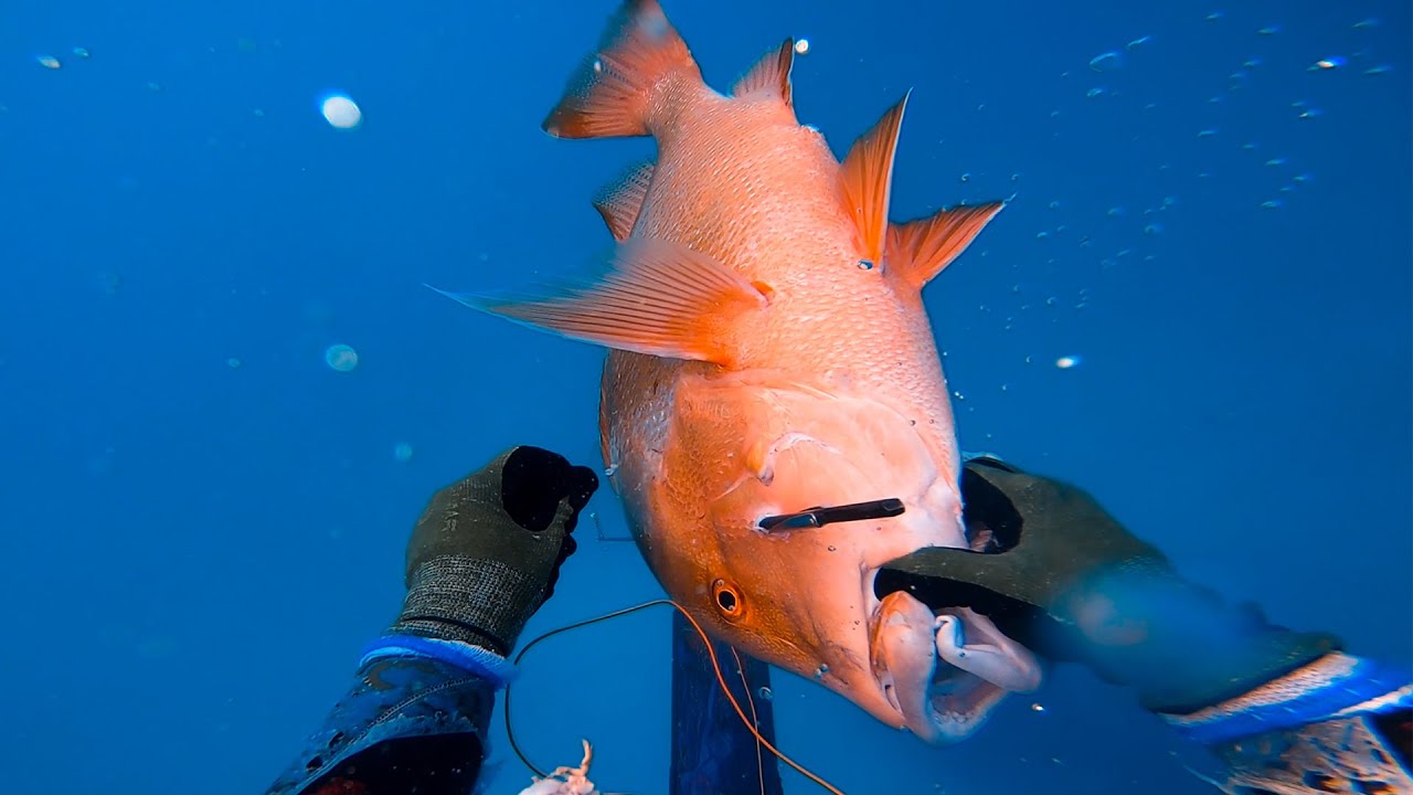 Spearfishing Red Emperor - Two Dives Two Fish
