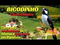 Video Bigodinho canto classico