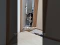 入ってはいけない部屋にしれっと入ってみる愛犬#shorts
