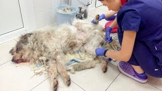 У собаки после ДТП 20 переломов При этом пес уже пытается вставать и хочет жить У собаки после ДТП 20 переломов При этом пес уже пытается вставать и хочет жить