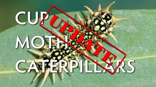 Exclusive What happened to the trees the hungry caterpillars ate? Details