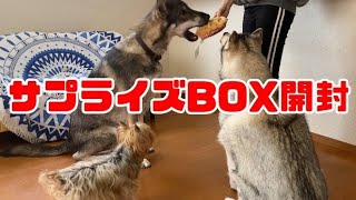 おしゃれすぎるサプライズボックス！【Doggybox】