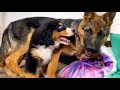 German Shepherd and Bernese Mountain Dog Puppies Meets and Plays for the First Time!