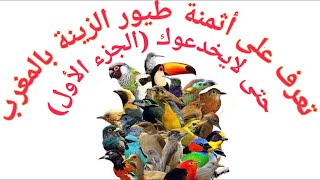 أثمنة طيور الزينة بالمغرب تعرف عليها حتى لايخدعوك(2021)