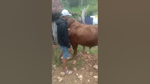 sapi Madrasin super leher beton #sapi #sapisimental #cow #sapisuper #animal #sapimadura m