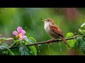 The Magic Of Piano And Birds The Secret To Relaxing Your Mind And Soul 