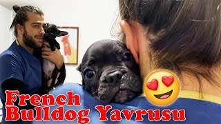 YARAMAZ DEĞİL HİPERAKTİF! 😂 French Bulldog Yavrusu Sevimliliği! 😍 #inanoğlu