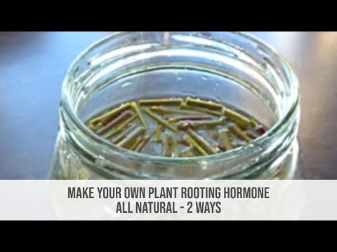 Ways To Make Natural Rooting Hormone Ways To Make Natural Rooting Hormone