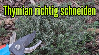 Thymian schneiden im Frühjahr - so geht's richtig Rückschnitt Thymian