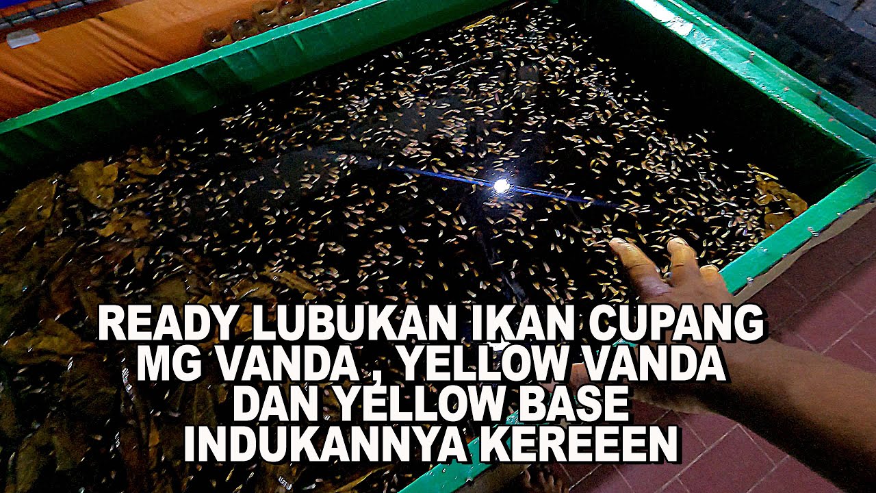 BETTA FISHKU READY LUBUKAN IKAN CUPANG !!! MINAT ???? JAPRI AJA LANGSUNG KE BANG ARIS