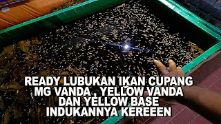 Download Lagu BETTA FISHKU READY LUBUKAN IKAN CUPANG !!! MINAT ???? JAPRI AJA LANGSUNG KE BANG ARIS MP3