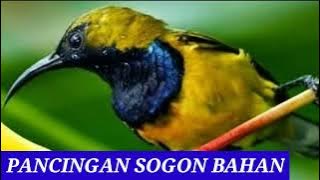 Buktikan !!! Pancingan Sogon Bahan Paling Ampuh