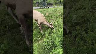 Bighorn Sheep Lamb Headbutting
He may be our littlest bighorn sheep, but our male lamb Chauncey sure is showing that thistle who is boss! 😂 Bighorn sheep use their enormous, curving horns to fight as well as get food, and this headbutting behaviour showed the growing confidence and strength of our little lamb. 🐏
#YourZooYYC Bighorn Sheep Lamb Headbutting