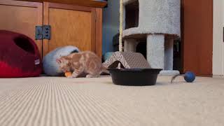 Meet Lucy A Domestic Shorthair Currently Available For Adoption 5272025 12123 Am