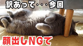 猫の可愛すぎる姿に悶絶ｗこれをしてる時が一番可愛いと思いますｗ【ブリティッシュショートヘア】 by 今日も  ねこ曜日 244 views 2 months ago 4 minutes, 38 seconds