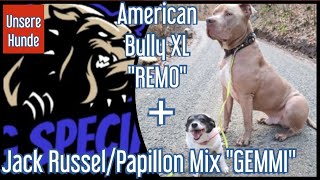 American Bully XL 'REMO' und Jack Russel/Papillon Mix 'GEMMI' - Unsere Hunde by DOG SPECIAL 697 views 13 days ago 10 minutes, 18 seconds