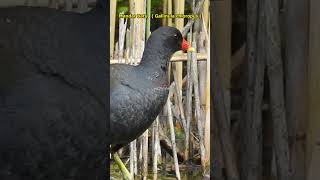 90% Orang Tidak Tahu 3 Teknik Rahasia Cara Makan Burung Mandar Batu