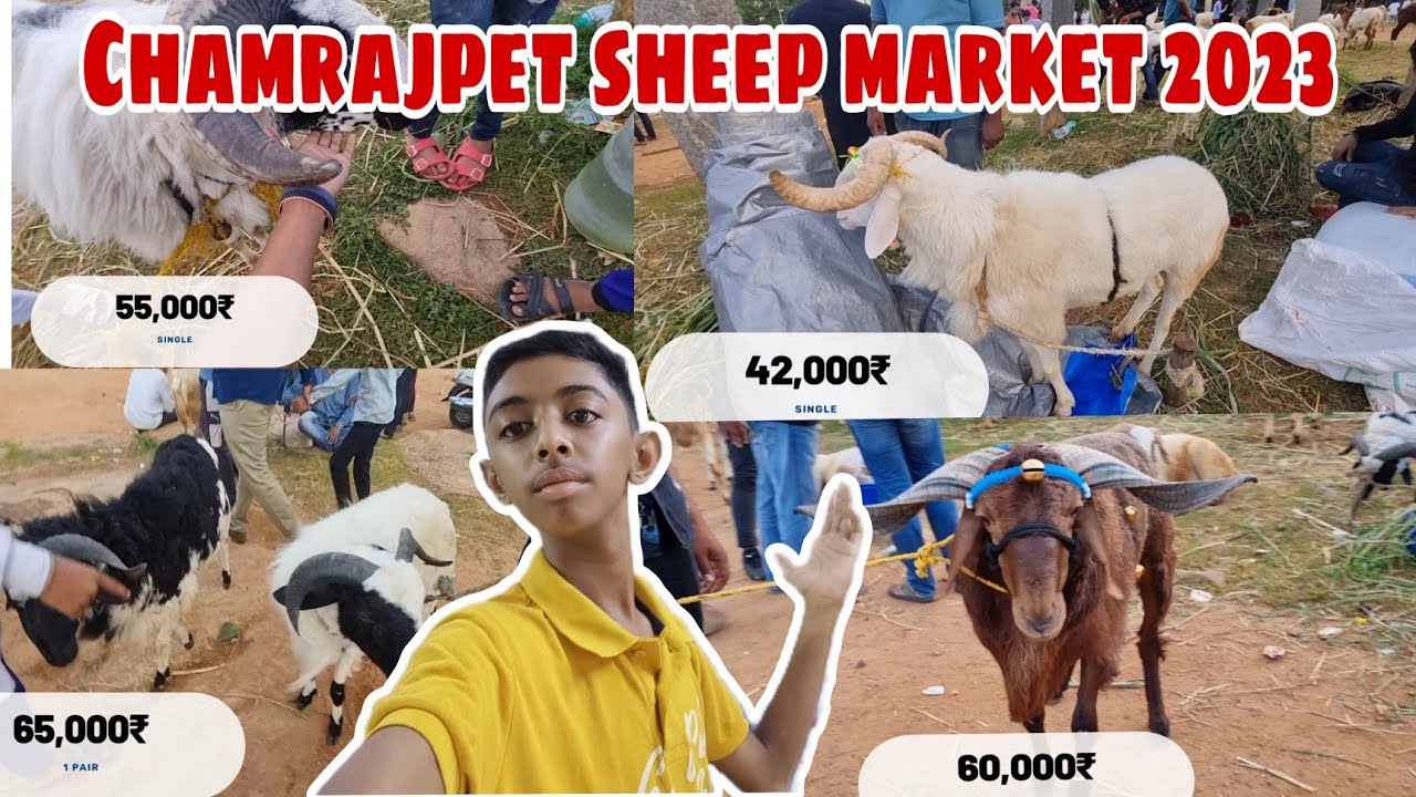 chamrajpet sheep market 2023sheep market tour with prices🔥