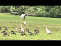 White Stork on Port Meadow