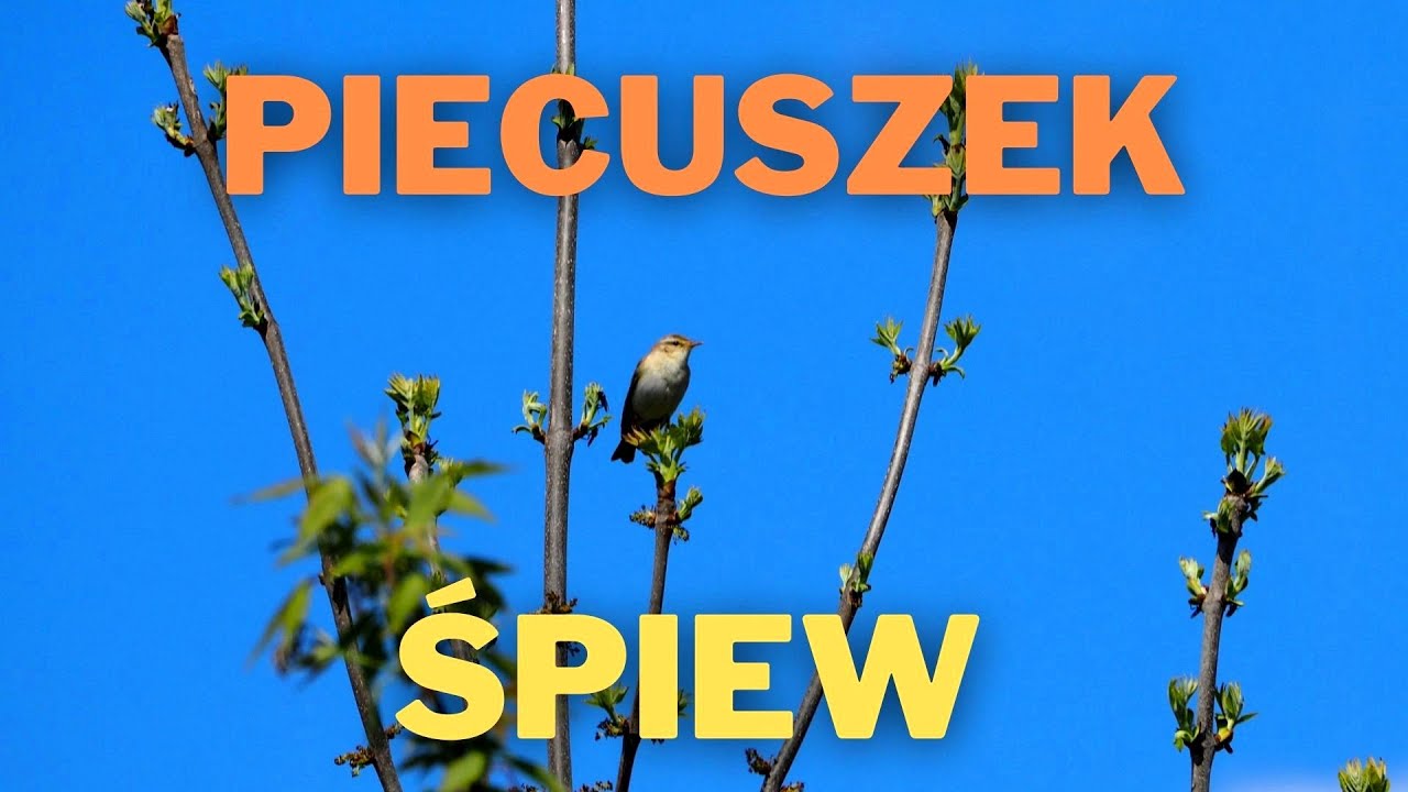 Piecuszek - śpiew 