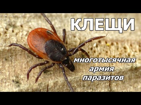 КЛЕЩИ - Многотысячная армия паразитов