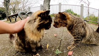 モフモフのサビ猫を撫でていたら、キジトラ猫が猛牛のように突進してきた