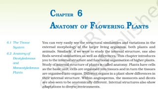 Class11 Ch6 Anatomy of Flowering Plants NCERT Biology One Shot | Biology Class 11Audio Books