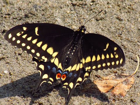 Video: Are Black Swallowtail Butterflies Beneficial - Lär dig om morötter och Black Swallowtail Caterpillars