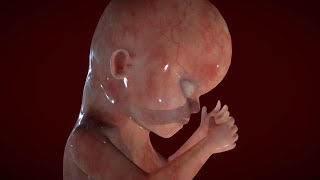 الجنين فى الشهر الرابع كيف ينمو فى الرحم والحامل ما الذى يحدث على جسمها من تغيرات