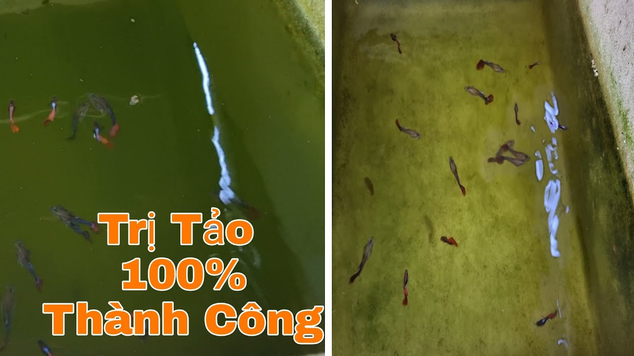 Bí kíp trị tảo xanh tảo nâu đảm bảo thành công | Đạt Tv