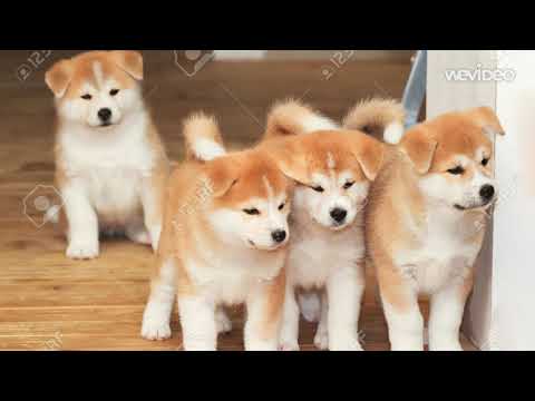 ტოპ 5 ყველაზე ლამაზი ძაღლის ჯიში