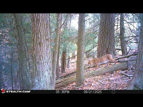 Big Buck Update: The Ghost - Where is He + 2025 Trail Cam Pictures