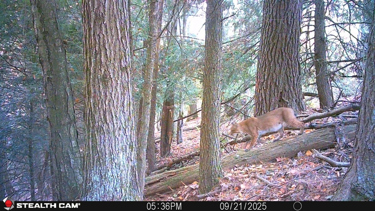 Новости Big Buck: Призрак — где он + Снимки с камер наблюдения 2025 года