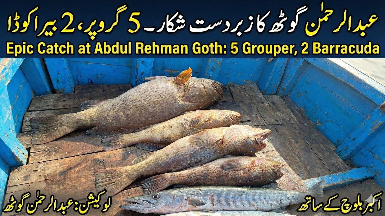 Outclass Big Catches And Night Bottom Fishing Report | Arg Fishing Report | 29/12/2025