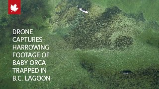 Drone captures harrowing footage of a baby orca trapped in a B.C. lagoon