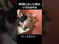 【猫視点】家族にあった時のイヴの気持ち編#shorts