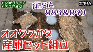 オオクワガタNESIA889＆890ニクウスバタケ産卵セット組立！昨年のリベンジなるか？「カツ★ガレーヂカブクワ生活196」【オオクワガタ産卵セット組立】