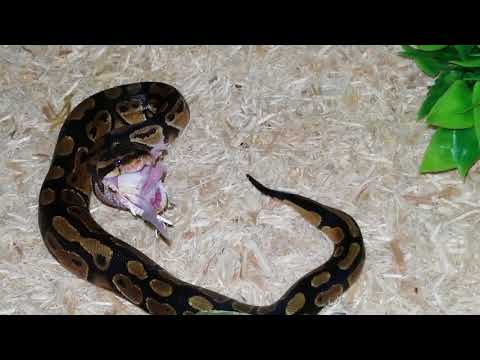 Ball Python Feeding - Swallowing A Small Adult Mice