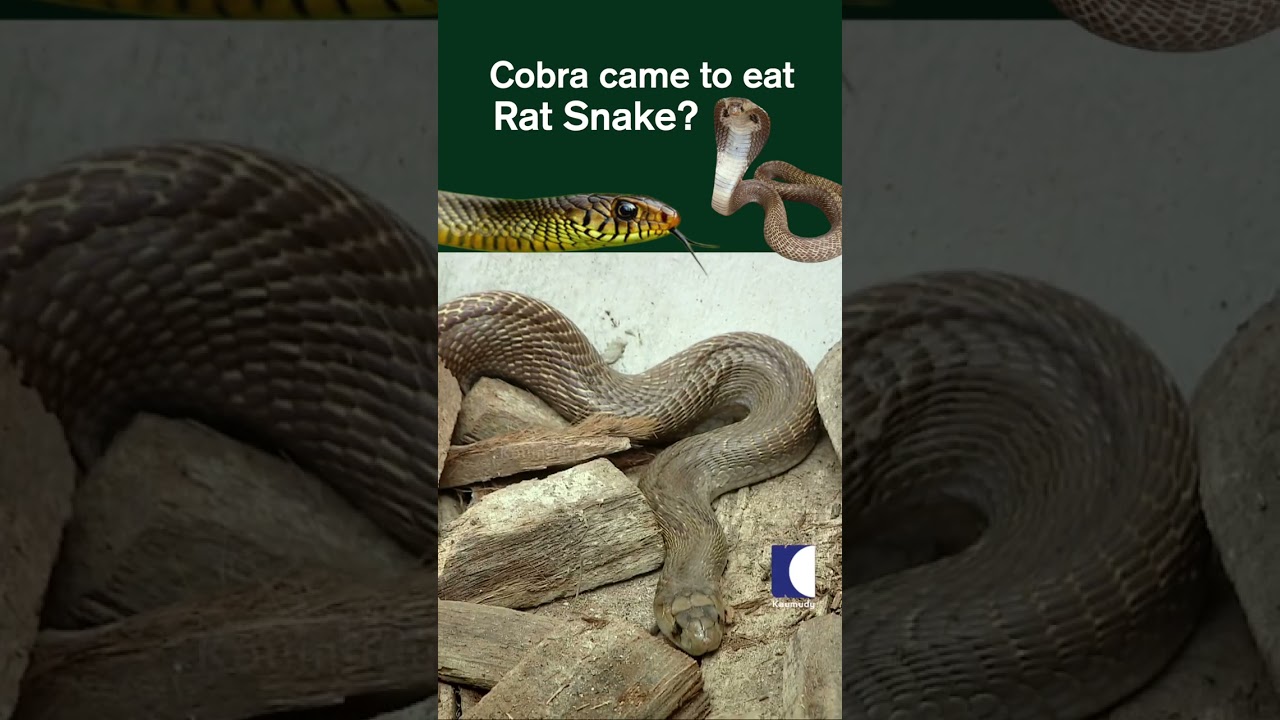 Cobra visits mobility-impaired man's house