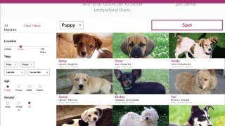 Adopt A Pet Prototype