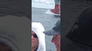 dolphins at a boat head