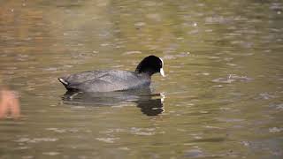 Canard 🦆 tranquille Lille vauban 🏞️ 🐢