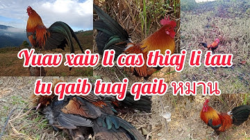 วิทีเลือกไก่หมาน Qhias yuav xaiv li cas thiaj li tau tus qaib tuaj
