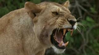 The Cheetah King II - Charlie's Clan Trailer