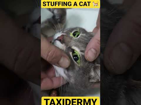 Stuffing A Cat